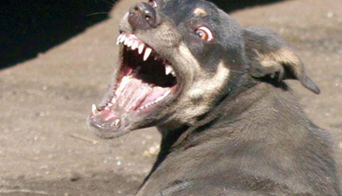 كلب مسعور يهاجم مواطنين في الدوير: 3 جرحى واصابة الطفل خطيرة