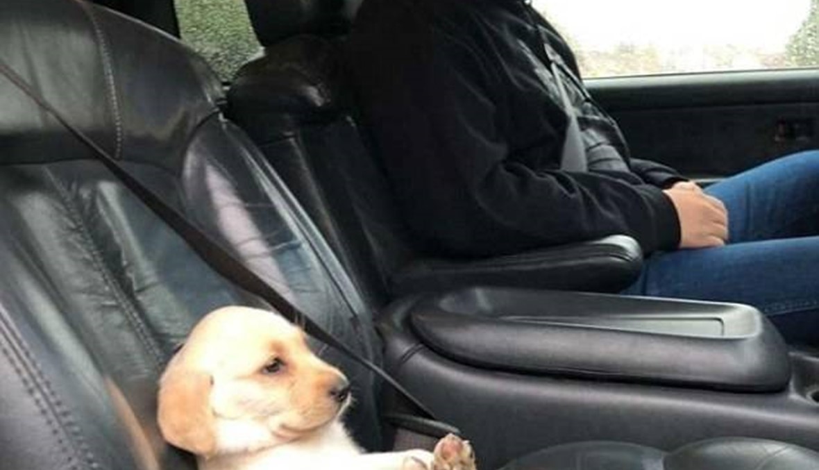 بالصور:  كلب يرتدي حزام الأمان داخل سيارة مالكه