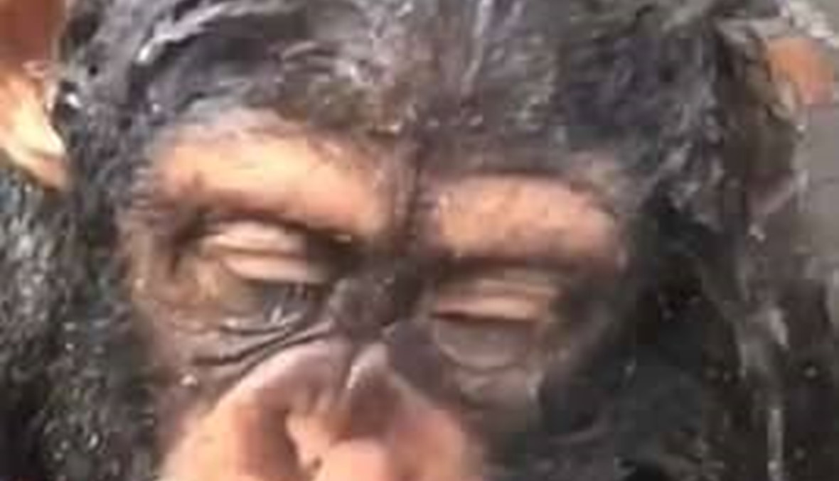 بالفيديو: شمبانزي صغير يستحم بنفسه