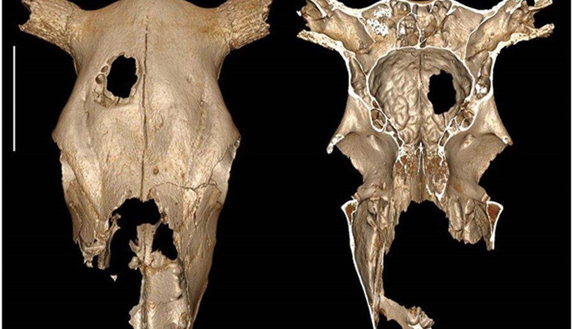 عمليّة جراحيّة أُجرِيت قبل 5 آلاف عام: بقرة فرنسيّة، وثقب في جمجمتها
