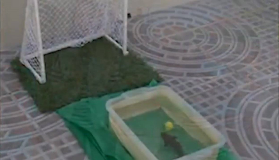 فيديو- سمكة "تلعب" كرة القدم باحتراف!