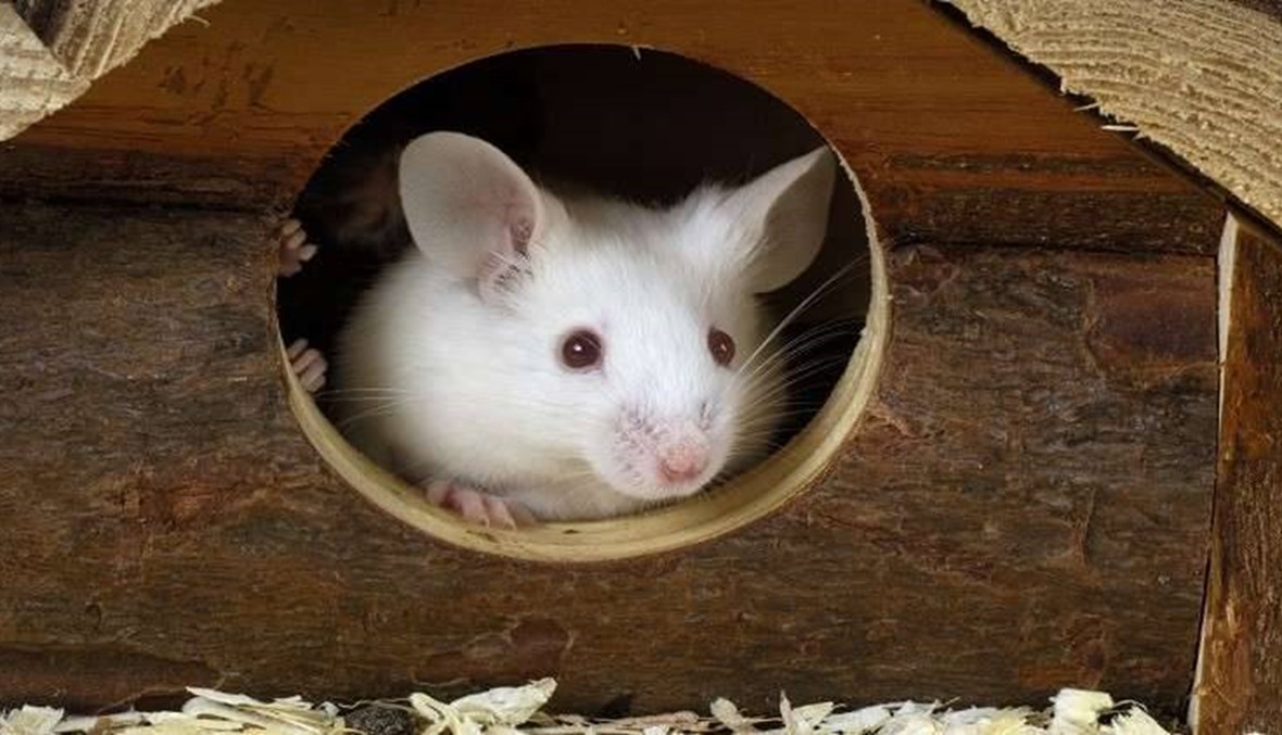 زراعة "دماغ" بشري في رؤوس الفئران... والنتيجة مدهشة