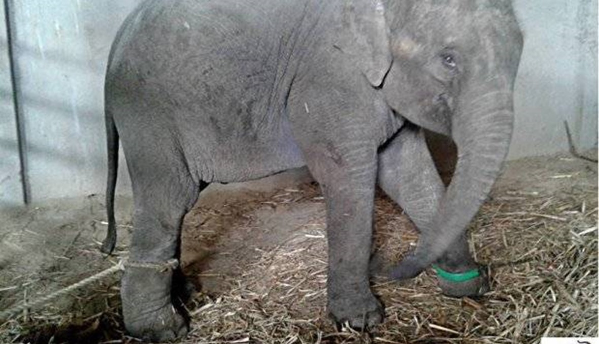 فيديو مؤثر لفيلة صغيرة تبكي بعد إبعادها عن والدتها