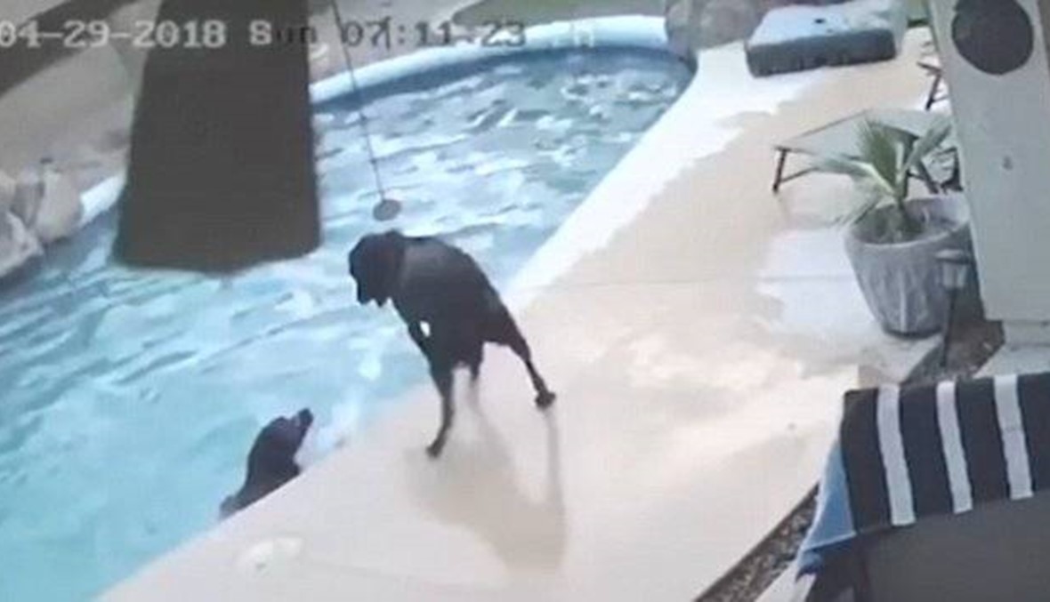 بالفيديو- كلب ينقذ صديقه الكلب من الغرق بشجاعة