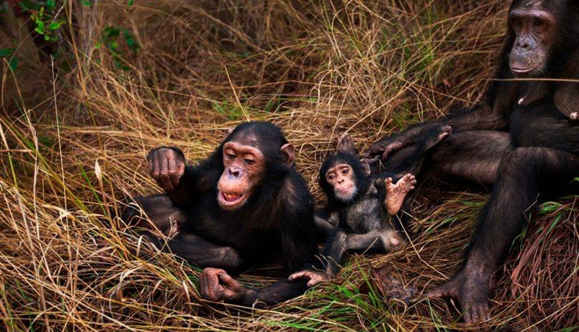 دراسة... بيوت الشمبانزي أنظف من الأسرَّة الموجودة في المنازل
