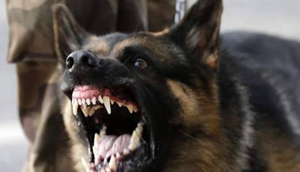 كلب مسعور هاجم 6 أشخاص في الجنوب