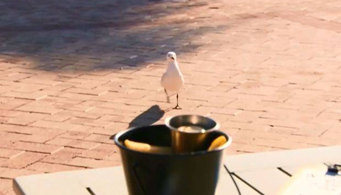 بالفيديو - مطعم يقدّم لزبائنه مسدس ماء ليبعدوا طيور النورس سارقة الطعام