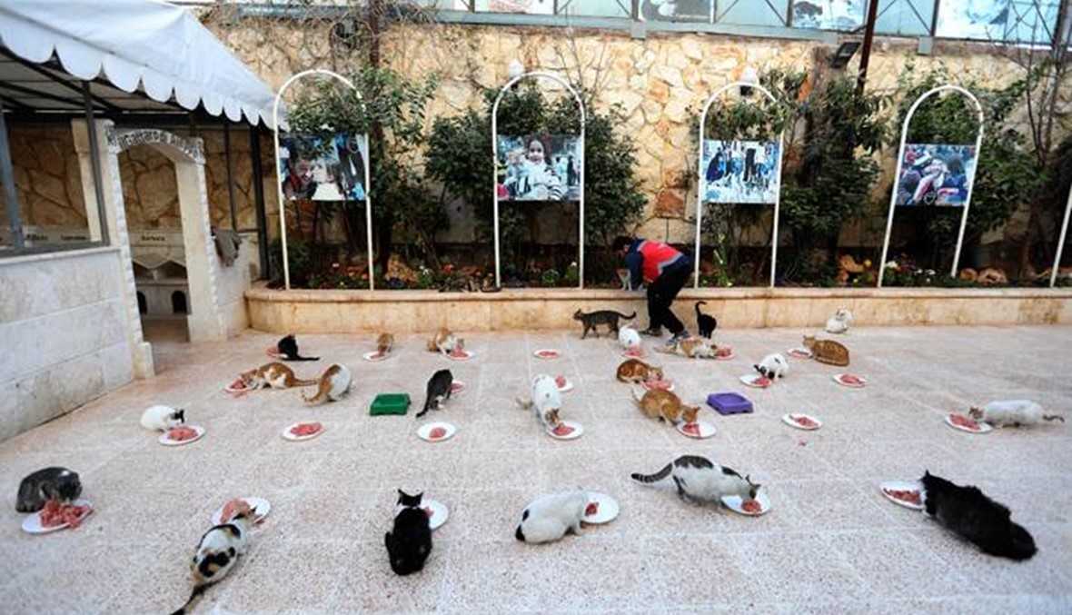 رجل القطط في ريف حلب