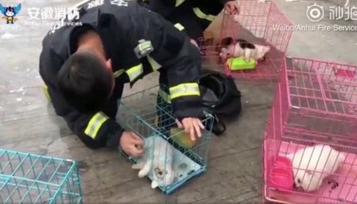فيديو مؤثّر لمسعفين يعيدون الحياة لكلب بعد اختناقه جراء حريق شبّ في متجر الحيوانات