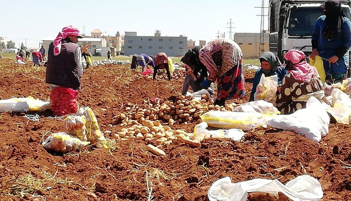 مزارعون في البقاع يشكون إحتلال البطاطا السورية المهربة إلى الاسواق اللبنانيّة
