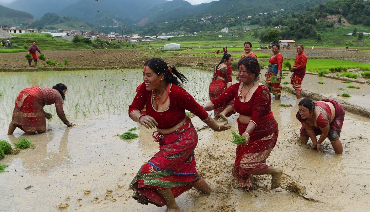 مزارعون نيباليون يرشقون بعضهم بعضاً بالطين في حقل الأرز خلال اليوم الوطني للماشية. (أ ف ب)