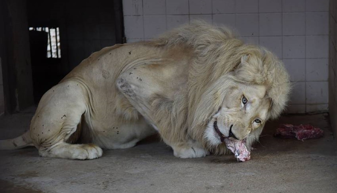 إعادة تأهيل حديقة الحيوانات في كراتشي850 حيواناً في أقفاص تعود لأكثر من قرن