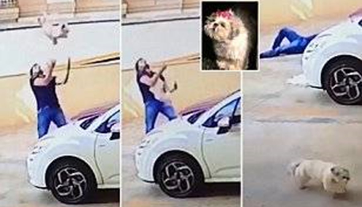بالفيديو.. إنقاذ كلب في أثناء سقوطه من الطبقة التاسعة