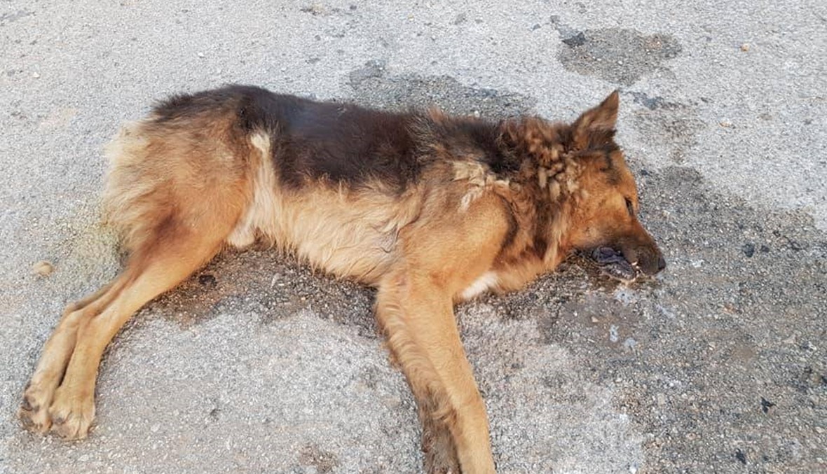 بالصور والفيديو: تسميم عشرات الكلاب في طرابلس والفاعل مجهول