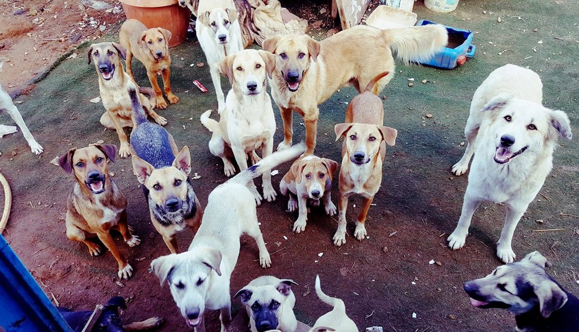 عيشة كلاب وميتة كلاب في "جمهورية المواطنين - الكلاب"