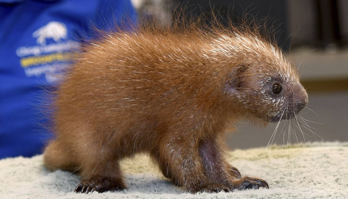 Baby porcupine is 1st of its species born at Brookfield Zoo