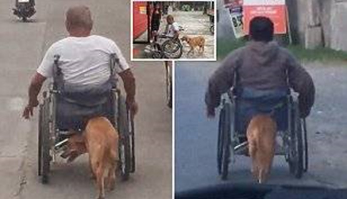 بالفيديو: كلب يساعد مالكه على دفع كرسيه المتحرك