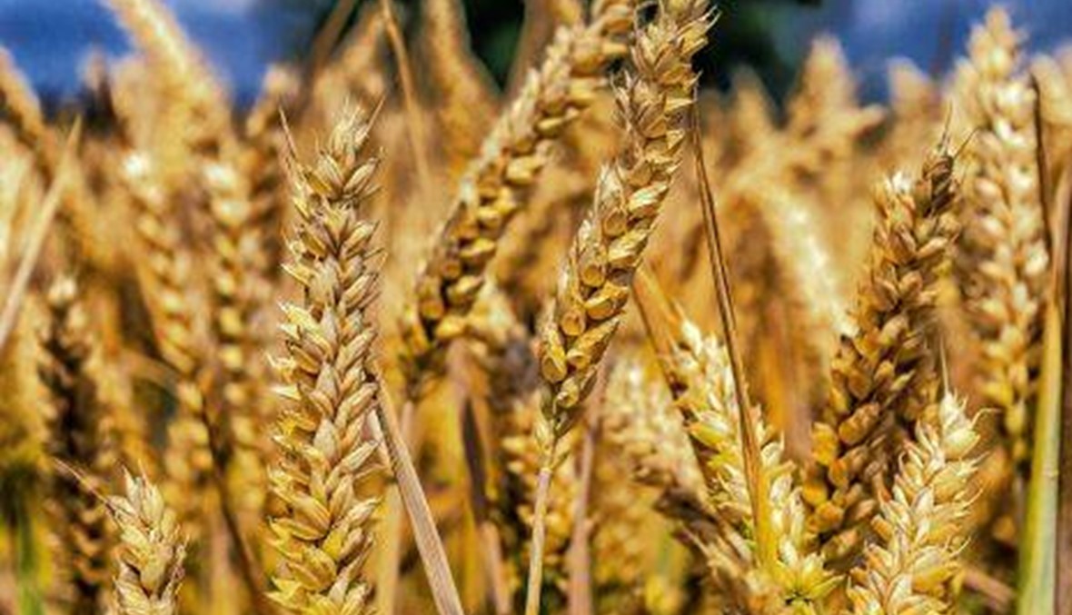 مزارعو القمح في إيعات يطالبون بتعويضعهم مواسم الحبوب جراء الجفاف