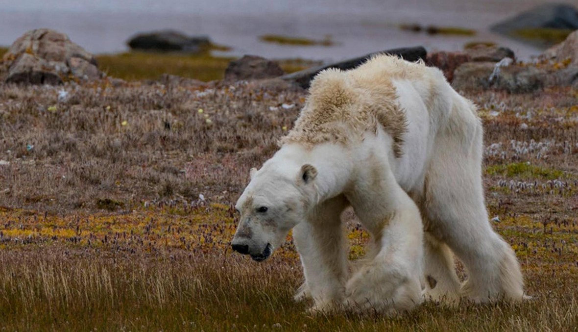 صور الدبّ الهزيل والتغيّر المناخي: "ناشيونال جيوغرافيك" تقرّ بالخطأ