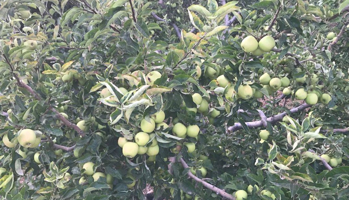 اعتصام لمزارعي التفاح في الضنية إحتجاجا على عدم تعويضهم اضرار العاصفة في نيسان