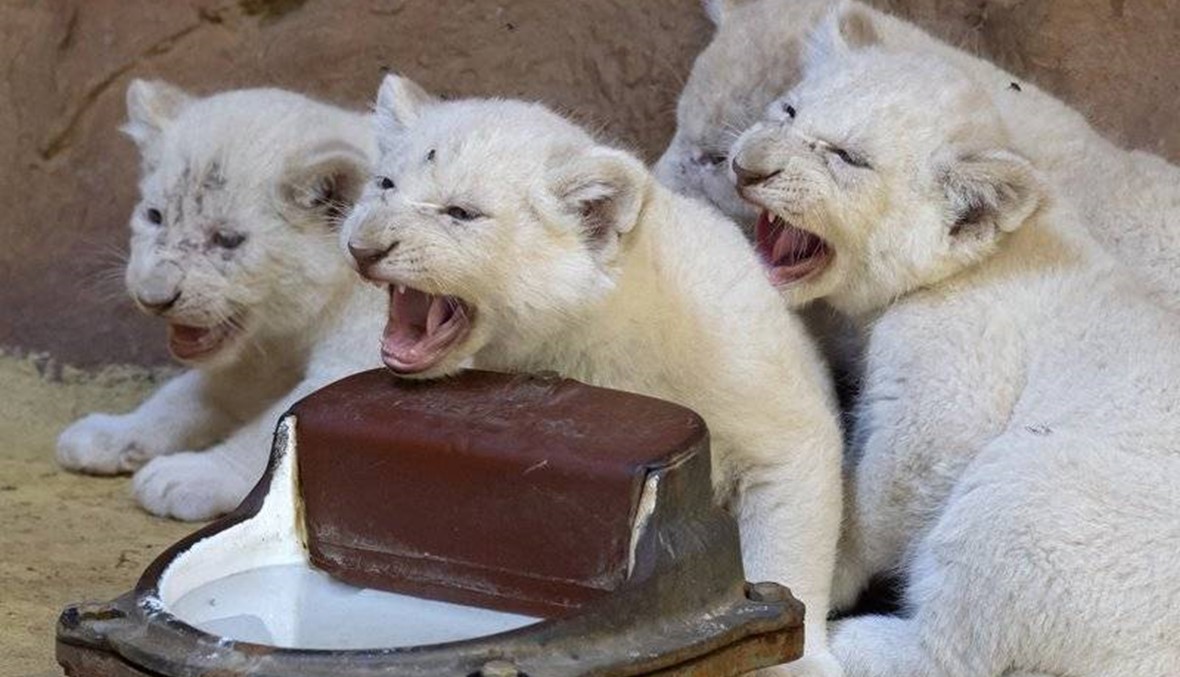 White lion cubs bulking up in Germany