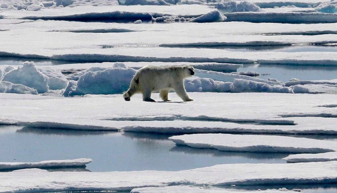 رحلة صيد تنتهي بشكل مأساوي... دب قطبي يهاجم ثلاثة صيادين في القطب الشمالي