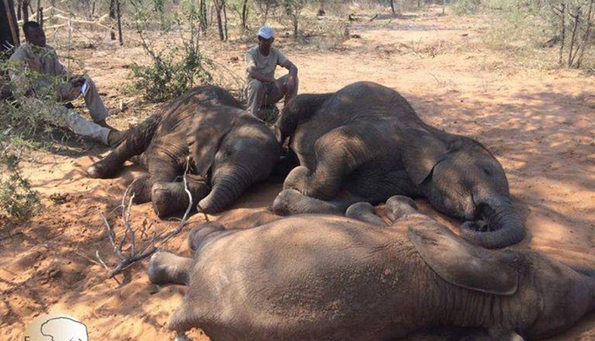 المجزرة الأكبر في إفريقيا... 87 فيلاً قتلت بسبب أنيابها