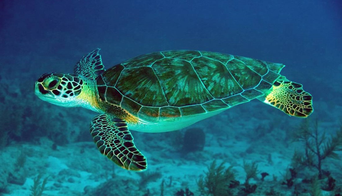 حماية السلاحف البحرية والتصدي لانقراضها في جزر النخل