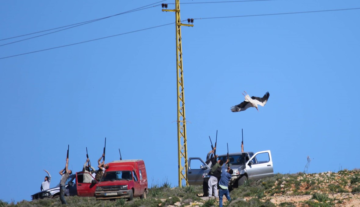 50 مليون طير يهاجر فوق لبنان سنوياً... مجازر بالجُملة تُرتكب بحقّها