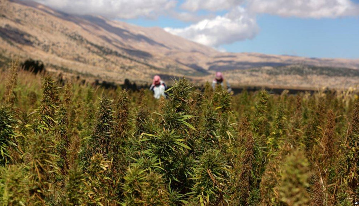 عندما أنقذت "الحشيشة" اقتصاد لبنان؟ (1)