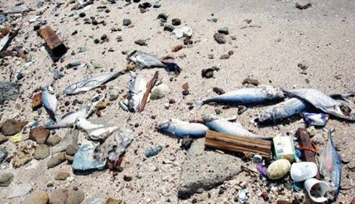"الأسماك النافقة"... ثروة مهدرة على السواحل المصرية