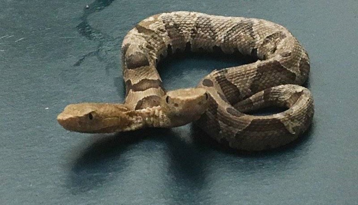 Agency says two-headed snake may go to educational facility