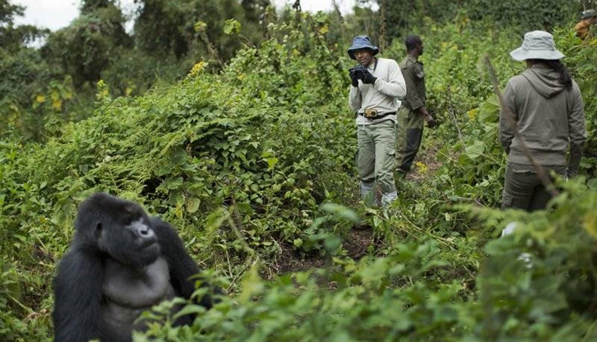 Rwanda fee hike to visit gorillas leads to drop in tourists