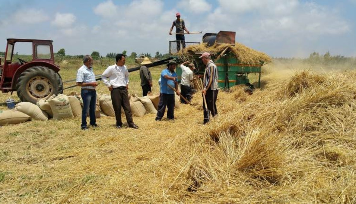 وزارة الاقتصاد: تحديد مواعيد البدء بإستلام محصول القمح والشعير المنتجين محلياً للموسم الحالي