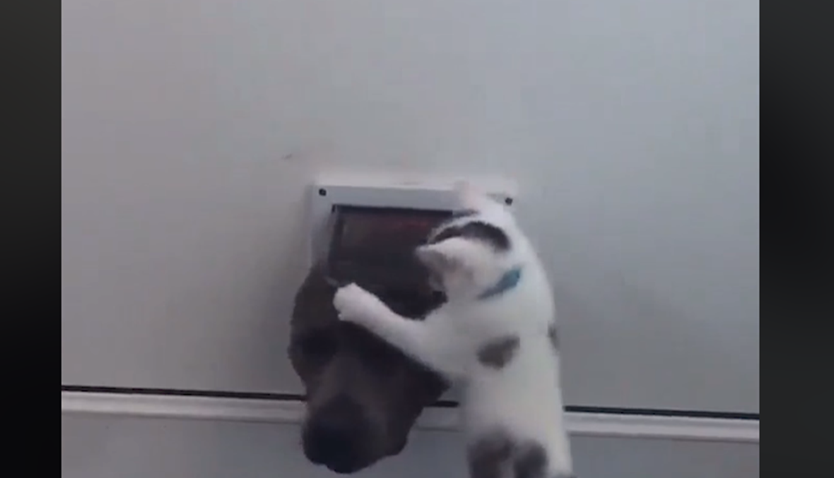 بالفيديو - قطة تمنع كلباً من الدخول عبر مدخلها الخاص