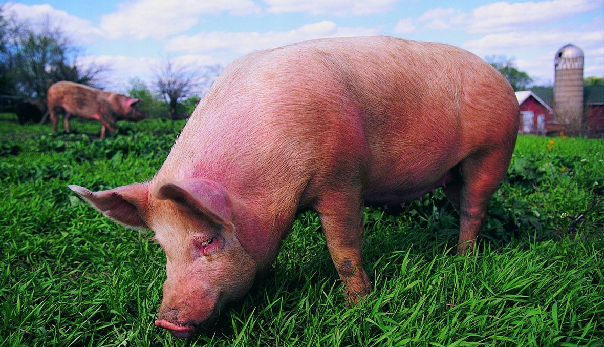 الصين تؤكد حالتي إصابة جديدتين بحمى الخنازير الأفريقية في وسط البلاد