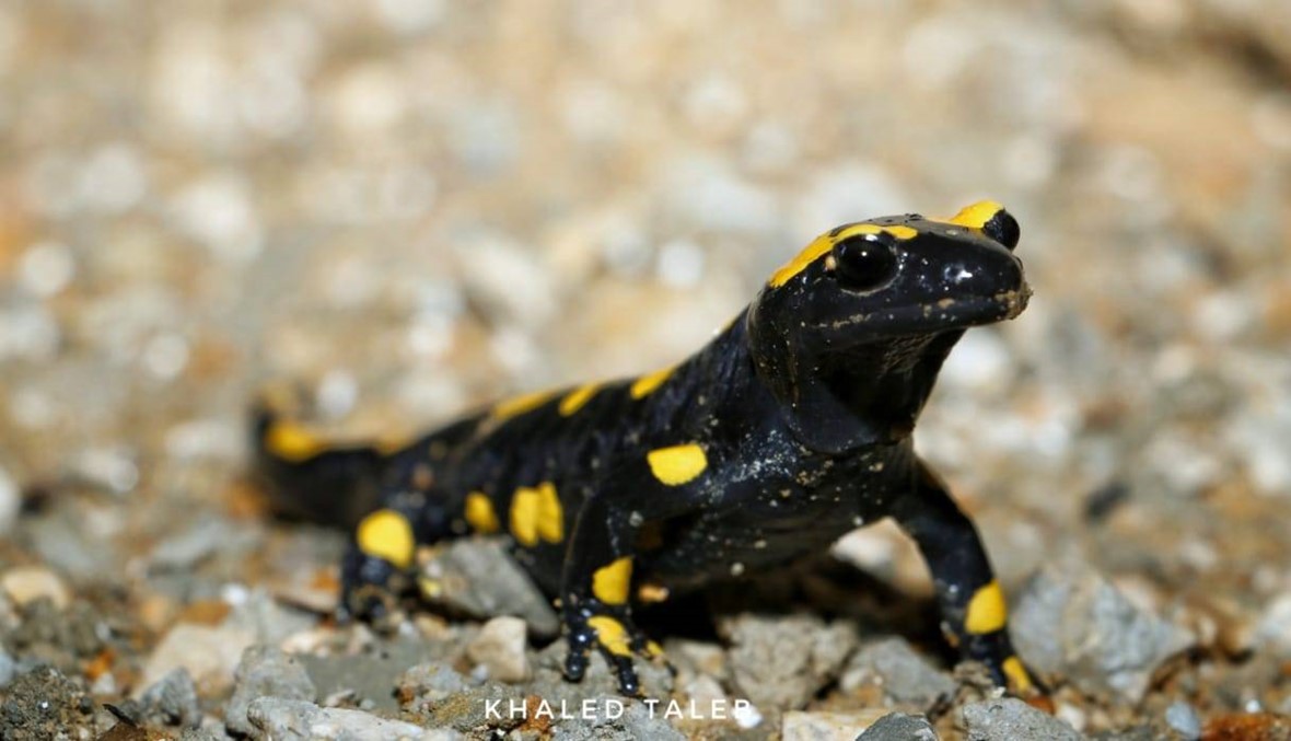 الزاحف الخارق... إنه "السلمندر الناري"!