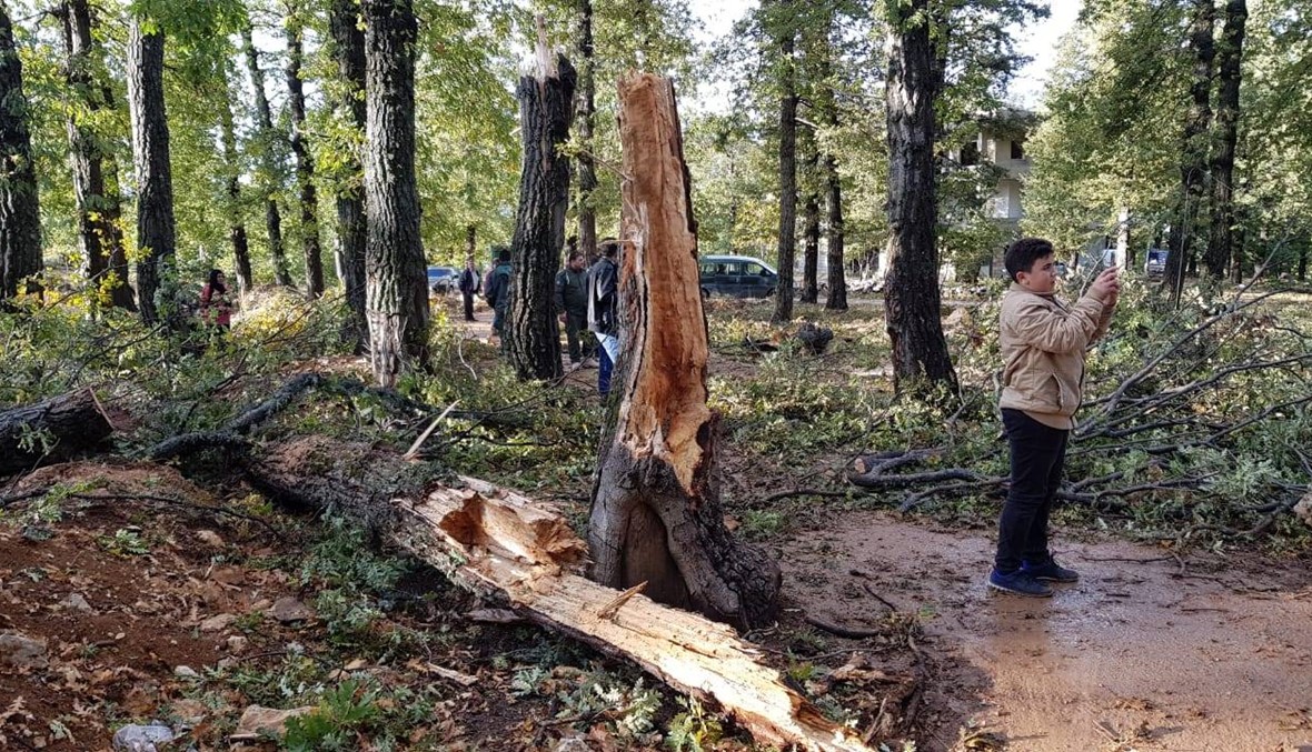 بالصور- أشجار "الغابة الذهبية" تضررت من جراء العاصفة... تشكيل وحدة طوارئ لحلّ المشكلة