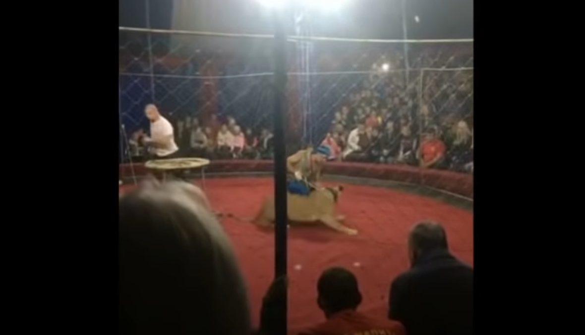 بالفيديو- أسد يهاجم طفلة في سيرك روسي