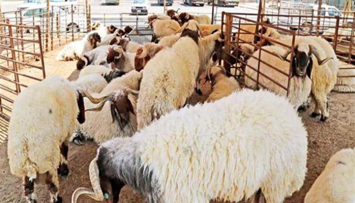 تعديل قرار يتعلق بتصدير الماعز الحرجي والاغنام
