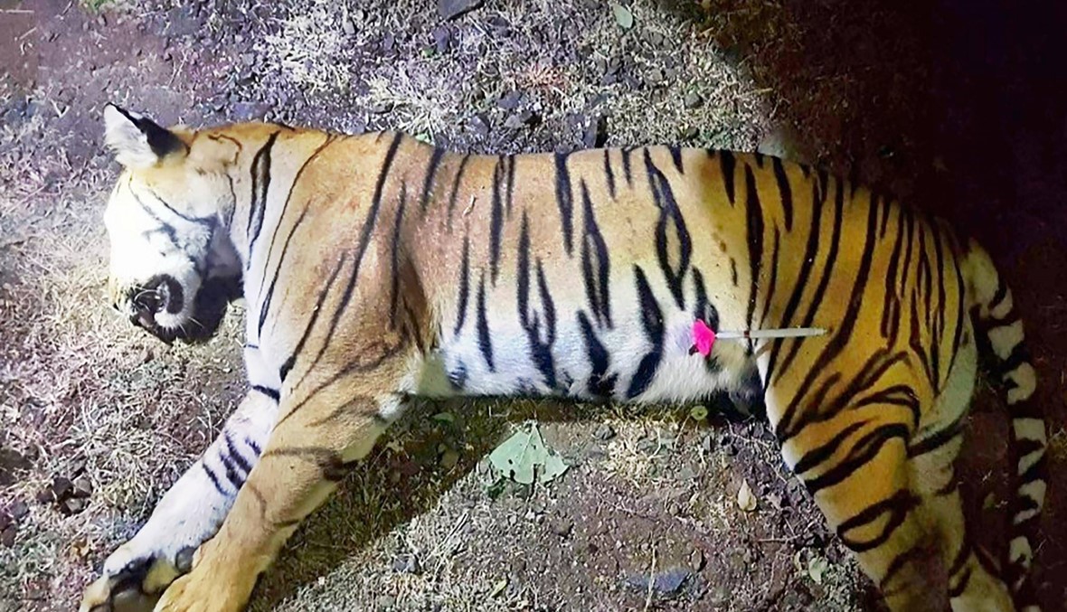 القضاء على نمر قاتل في الهند