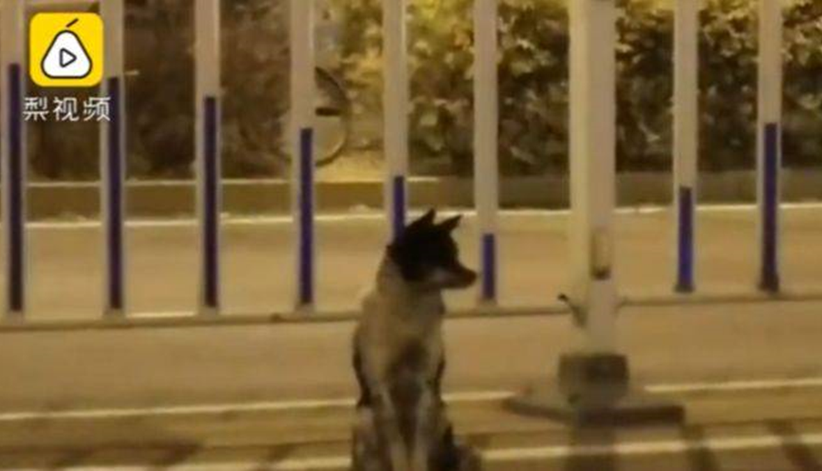 كلب مخلص ينتظر مالكته وسط الشارع يومياً بعد 80 يوماً على وفاتها