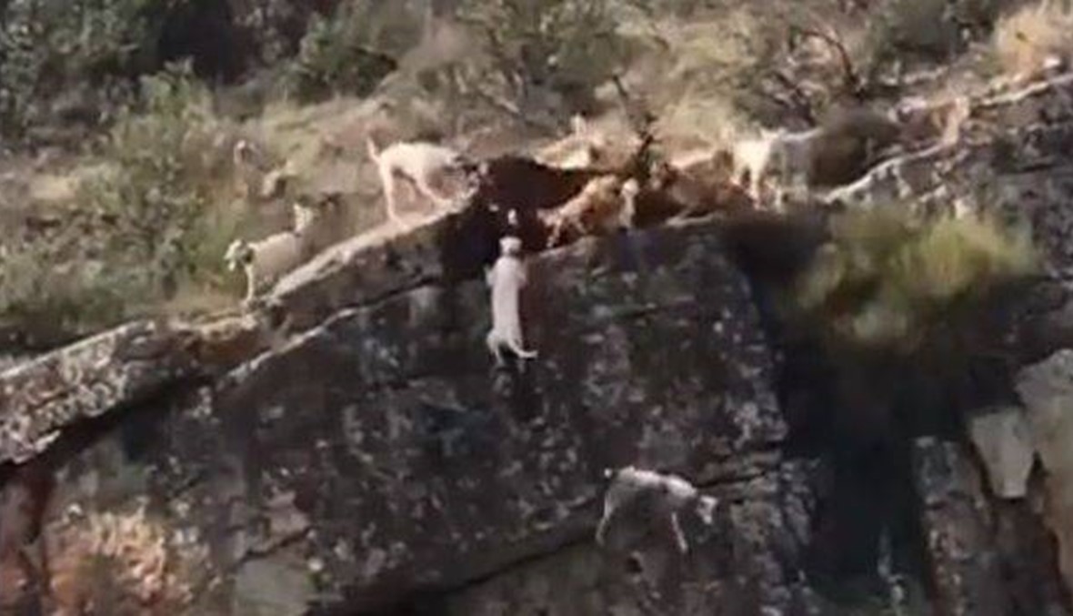 فيديو مرعب لكلاب وهي تسقط من على حافة وادٍ أثناء مطاردتها غزالاً