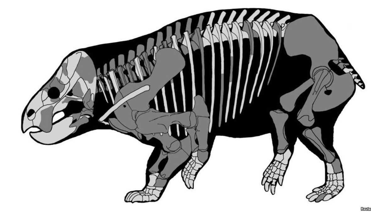 اكتشاف متحجرات لحيوان زاحف ضخم: الديساينودونت عاش قبل 210 ملايين سنة