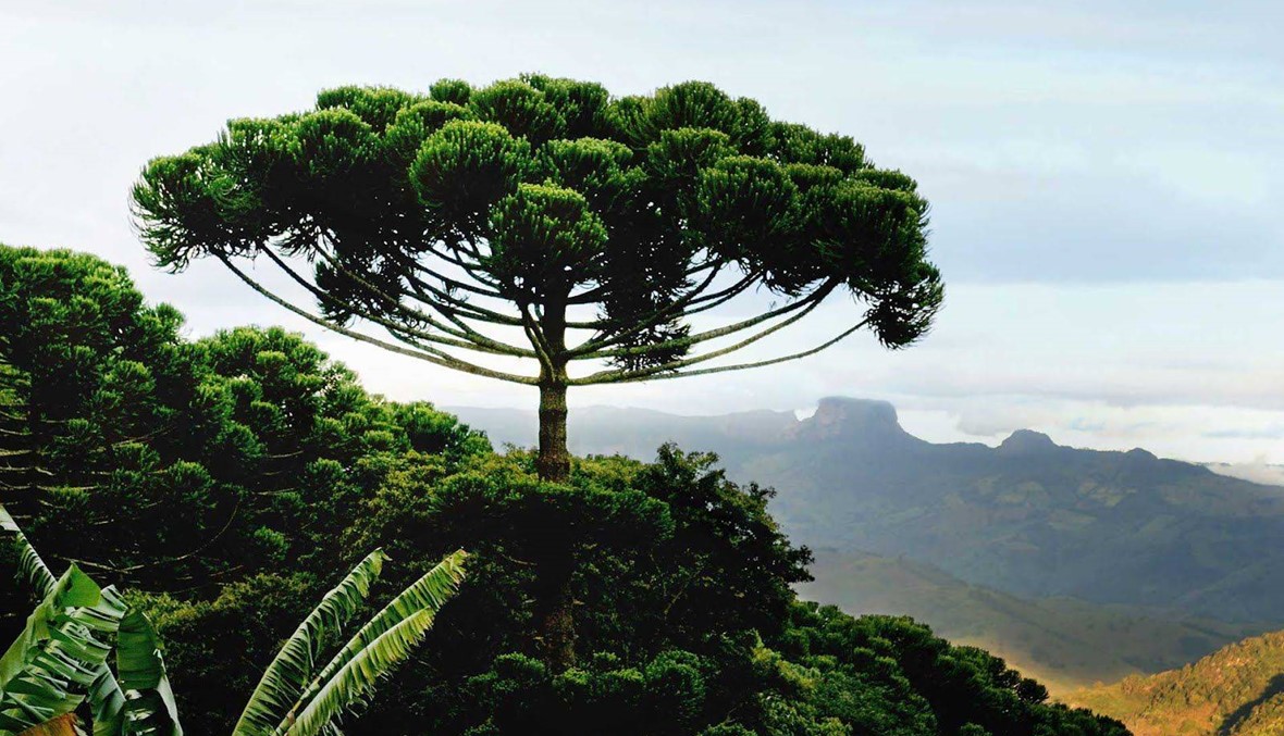 زيادة في نسبة قطع أشجار الغابات بالبرازيل