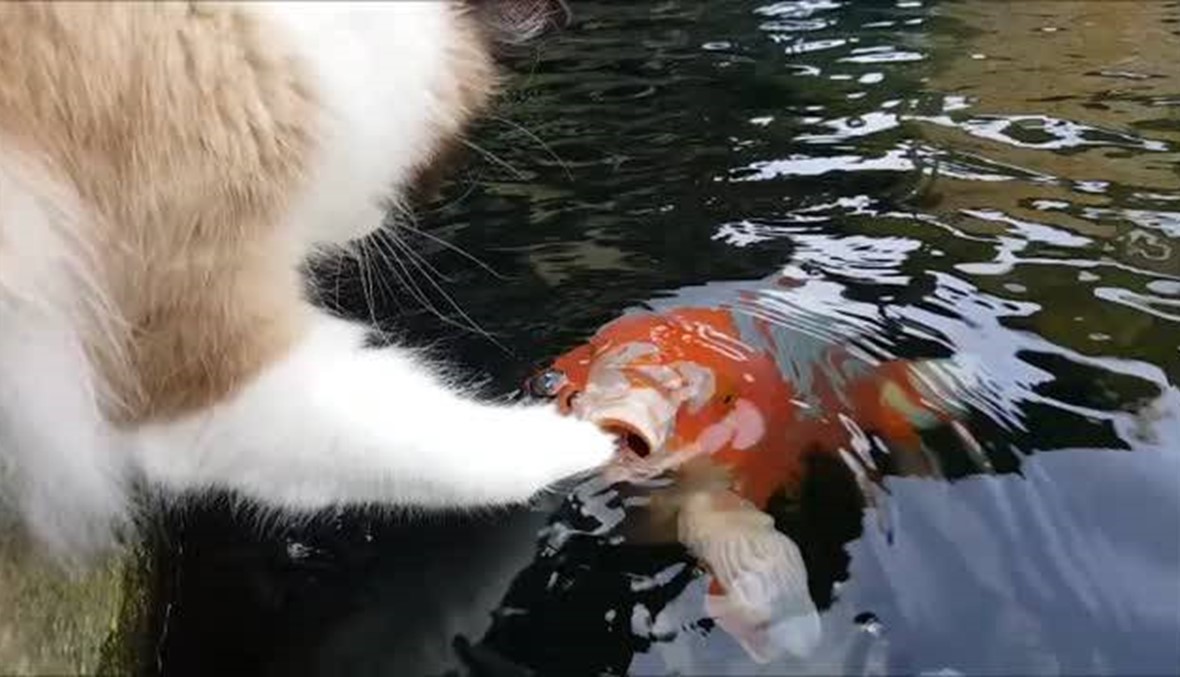 فيديو- هرّ يحاول التقاط سمكة ميتة في بحيرة متجمّدة