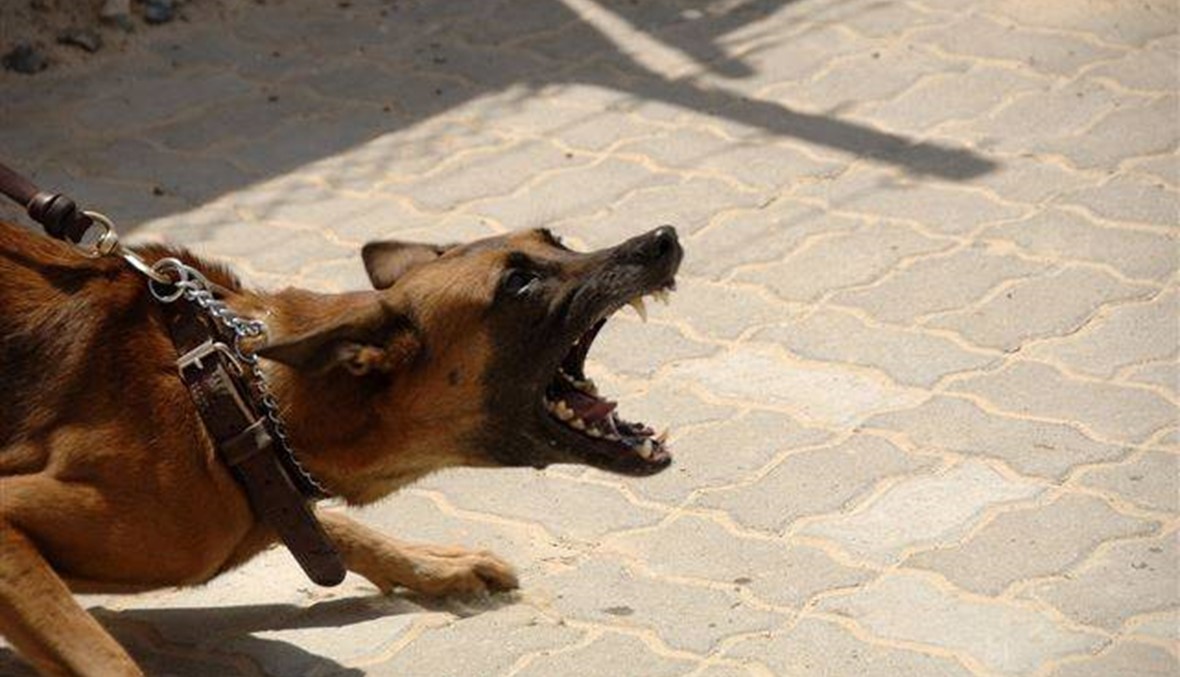 هاجمه كلب شارد في عربصاليم