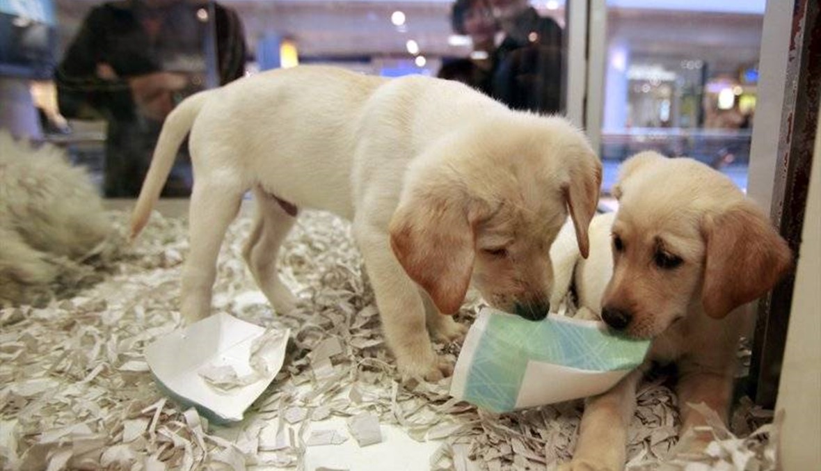 UK bans pet shops from selling puppies and kittens