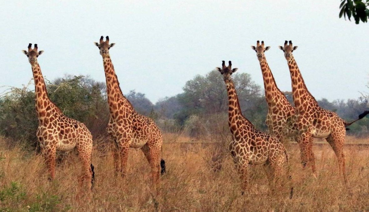 حديقة حيوانات مفتوحة... فرصة للاستمتاع برحلة سفاري لا تنسى في زامبيا
