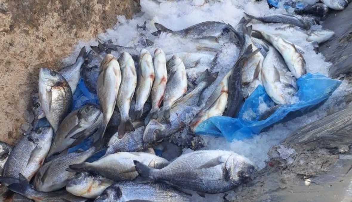 أسماك منتهية الصلاحية في مطمر العباسية... إتلاف 3,5 أطنان